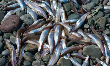 Record-Breaking Underwater Predation Unveiled by MIT and Norwegian Scientists