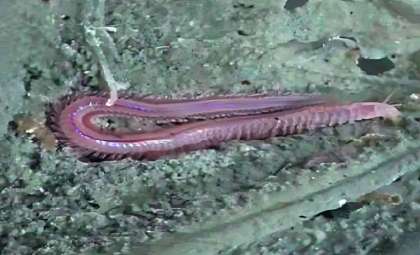 Enormous New Ocean Crust Creatures Discovered Deep Beneath the Waves