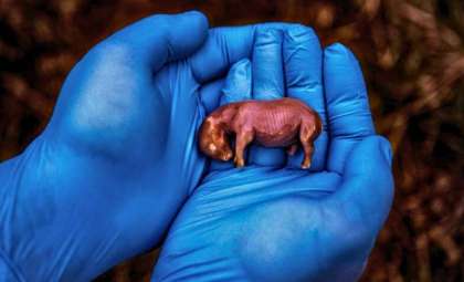 National Geographic’s Top Wildlife Images of 2024: Nature’s Most Breathtaking Moments