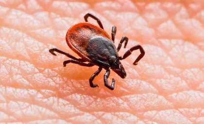 Emerging Tick-Borne Wetland Virus in China Sparks Global Health Watch
