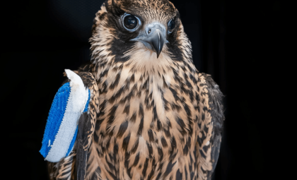 Nox the Falcon: A Symbol of Progress and Challenges in Wildlife Rehabilitation