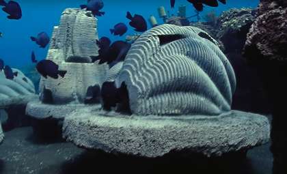 Innovative Memorial Reefs: Using Pet Ashes to Revive Coral Ecosystems