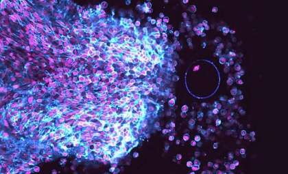 Real-Time Ovulation Captured for the First Time: Unlocking New Fertility Insights