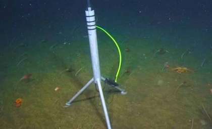 Researchers Decode Deep-Sea Clicks, Linking Them to Powerful Ocean Hunter
