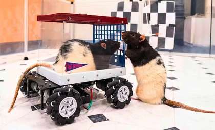 Researchers Train Rats to Maneuver Miniature Vehicles and They Absolutely Thrive on It