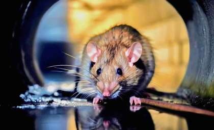 Researchers Reveal Rats’ Ultrasonic Ability to Influence Matter Remotely