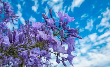 Meet Paulownia: The Rapidly Growing Tree That Enhances Your Garden with Stunning Flowers