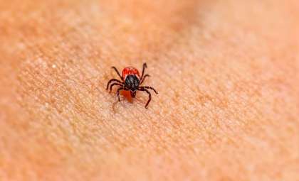 Emerging Tick-Borne Wetland Virus Sparks Global Health Concerns