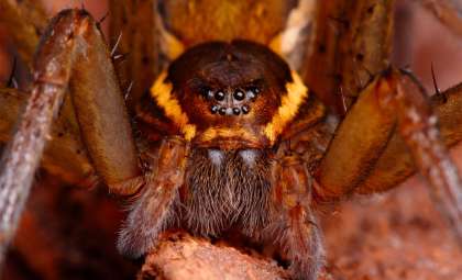 Thousands of Giant Raft Spiders Flourish Across the UK After Conservation Success