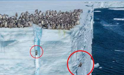What Drives Young Emperor Penguins to Dive from a 15-Meter Ice Cliff?
