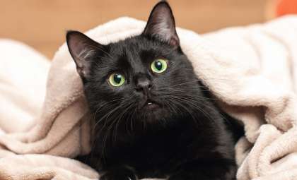 Do Cats Really Understand When We Talk to Them?