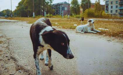 Rapid Evolution in Chernobyl's Dogs Linked to Radiation Impact on Their Genes