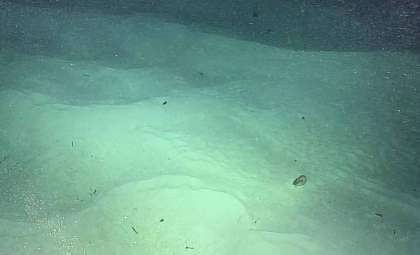 Revealing the Ancient Nautilus: A Pristine Survivor from the Age of Dinosaurs