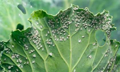 Revolutionary Whitefly Fossils Redefine Our Understanding of Ancient Insects