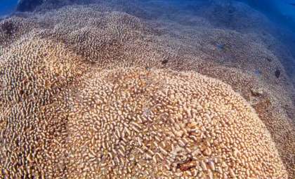 Gigantic 34-Meter Coral Colony Found Alive Since the Era of Napoleon – Earth's Biggest Living Organism Revealed