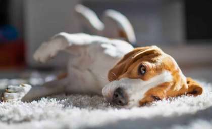 Understanding How Dogs Quietly Say Farewell in Their Final Moments
