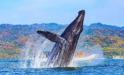 Record-Breaking Humpback Whale Migration Highlights Oceanic Climate Challenges
