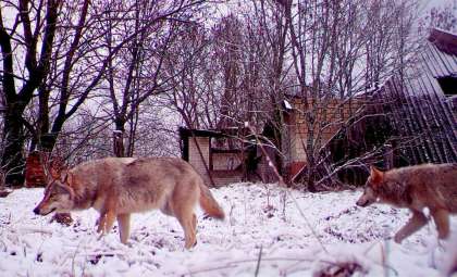 Chernobyl Wolves Exhibit Remarkable Cancer Resistance Thanks to Unique Genetic Shifts