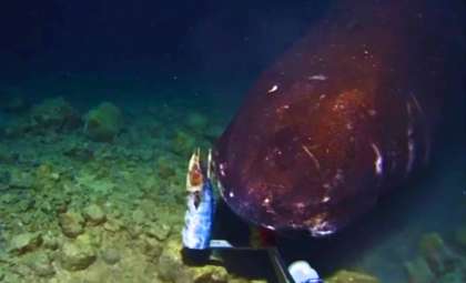 Researchers Film Remarkable Deep-Sea Pacific Sleeper Shark in Tonga Trench