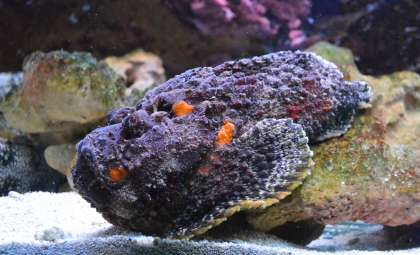 Unexpected Neurotransmitters Identified in Stonefish Venom