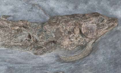 Researchers Discover New 240-Million-Year-Old Coelacanth Species Using Advanced Particle Accelerator