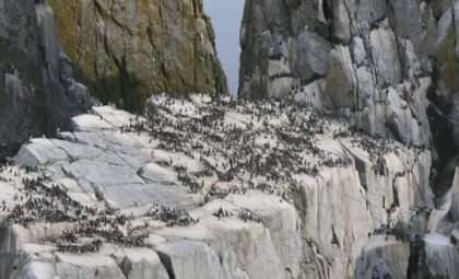 Four Million Seabirds Lost in Alaska: A Warning Sign for Global Wildlife Decline?
