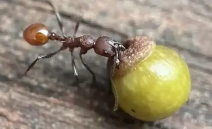 Young Discoverer Uncovers New Insights into Ant and Oak Gall Interactions