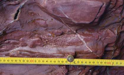 Ancient Tree Fossils Discovered in English Riviera Reveal Devonian Landscape