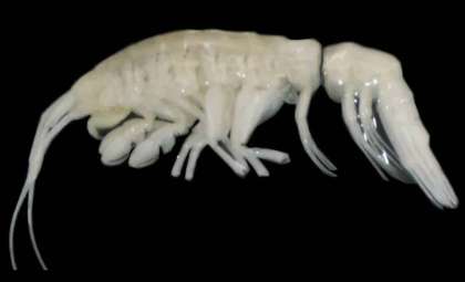 New Apex Deep-Sea Amphipod Unearthed in the Atacama Trench