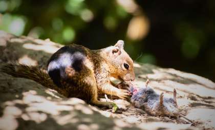 Carnivorous Behavior Revealed in California Ground Squirrels Hunting Voles