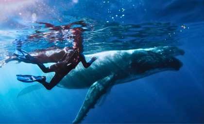Innovative AI Sparks a 20-Minute Dialogue Between Humans and a Humpback Whale