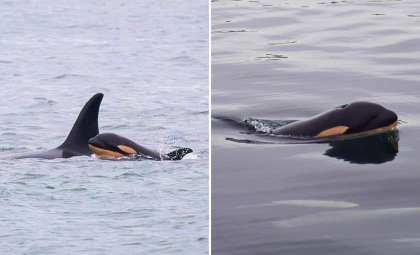 Endangered Southern Resident Orca Tahlequah Welcomes New Calf After Heartbreaking Loss