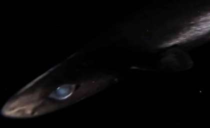 Unveiling a Rare Deep-Sea Shark Species Found Over 1,000 Meters Beneath Caribbean Waters