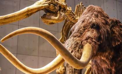 Rare Ice Age Mastodon Jaw Discovered in New York Backyard
