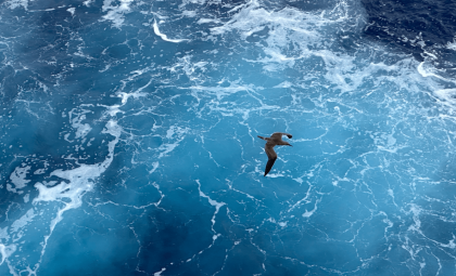 The Incredible Journey of the Common Swift: Flying Nearly a Year Without Landing