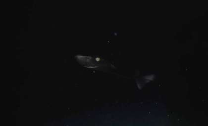 Pioneering Video Captures Rare Deep-Sea Predator Near Cayman Islands