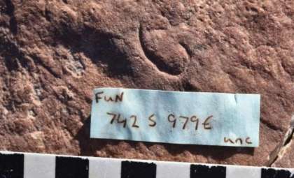 Ancient 555-Million-Year-Old Fossil Reveals Early Origins of Ecdysozoans