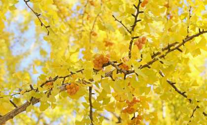 Ginkgo Biloba: The Ancient Tree That Still Inspires Scientists
