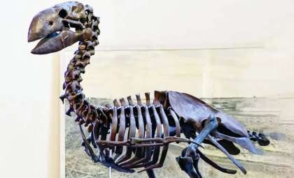 Rediscovered Fossil Sheds New Light on Giant Eocene Bird from Germany