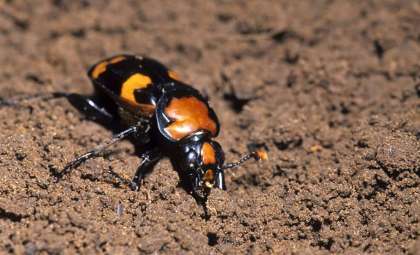American Burying Beetle Shows Promising Recovery in Nebraska’s Loess Canyons