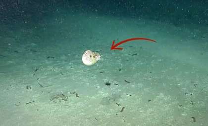 Ancient Marine Marvel: The Palau Nautilus Endures Since Dinosaur Era