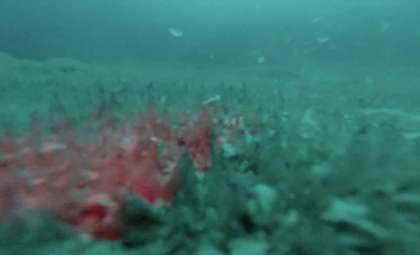 Microbial Life Thrives Beneath Antarctica’s Frozen Lake Enigma: A Hidden Biosphere Uncovered