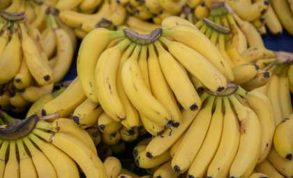 Facing the Fungus: Innovative Science Battles to Safeguard Bananas’ Future