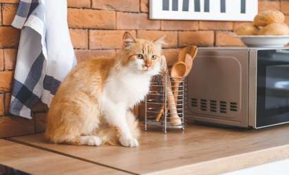 Could Your Cat Be Transmitting Germs in Your Kitchen? What You Need to Know