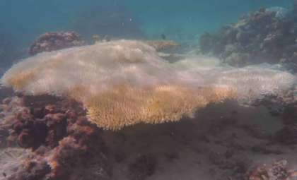Unprecedented Coral Die-Off Devastates Great Barrier Reef Amid Climate Surge