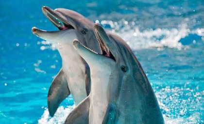 Evolutionary Dead-End: Why Dolphins and Orcas Are Doomed to Aquatic Life