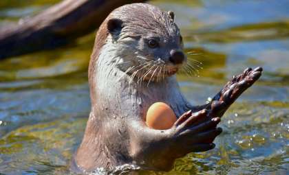Playful California Sea Otter Offers Rock to Fisherman Before Quickly Changing Her Mind