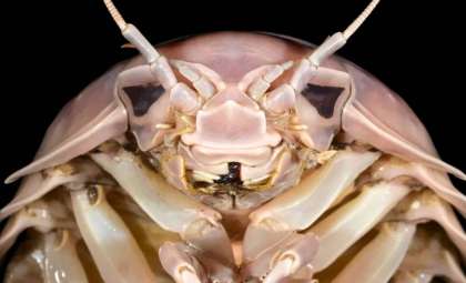 Massive “Darth Vader” Crustacean Found in Vietnamese Marketplace: New Species Unveiled