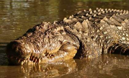 Henry: The Remarkable 124-Year-Old Nile Crocodile Breaking Longevity Records