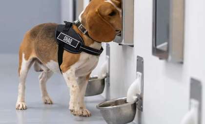 Revolutionary Canine-AI Partnership Detects Cancer with Astonishing Precision